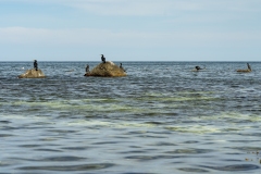 rügen_stralsund_kreidefelsen_2019_tr4vel_28