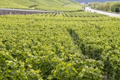 erden_burg_landshut_tr4vel_mosel_05