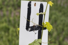 uerzig_bernkastel_mosel_2018_wanderung_25